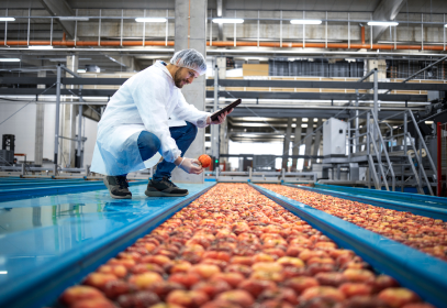 Man in a food factory PPE inspecting produce on a conveyor.