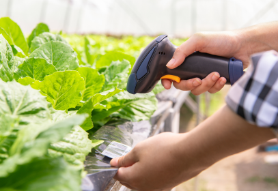 Traceability scanner being used in a greenhouse on produce.